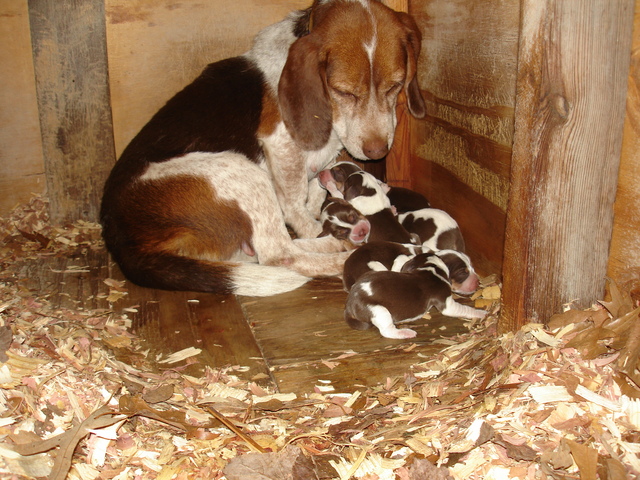Tank &amp; Dixie Pups