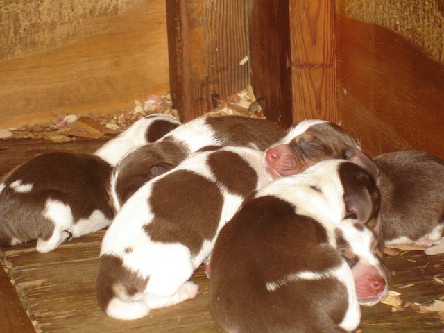 Dixie Pups
